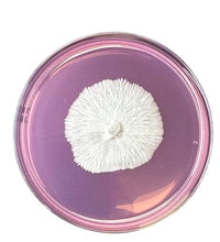 200g de mezcla para experimentos de laboratorio