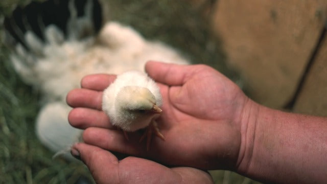 aceite de orégano 32 oz para pollos y pavos