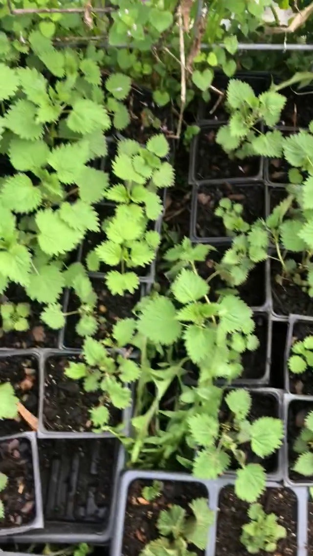 Alimento de supervivencia con ortiga