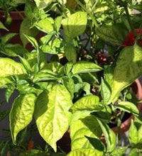 Aplicación foliar para plantas saludables