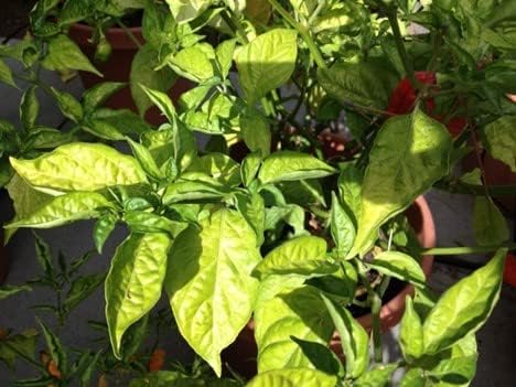 Aplicación foliar para plantas saludables
