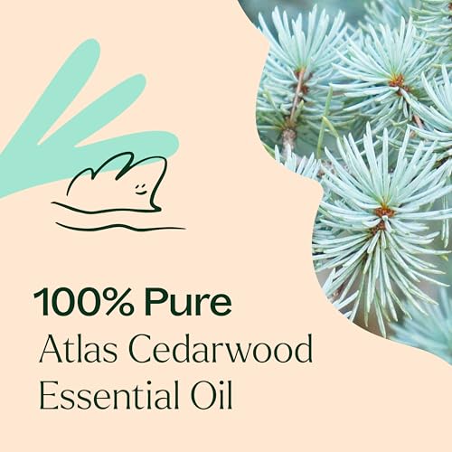 aroma relajante de madera de cedro