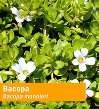 bacopa herb pharm para bienestar mental
