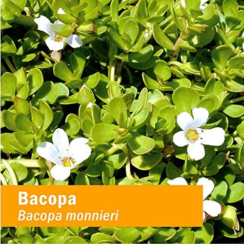 bacopa herb pharm para bienestar mental