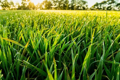 Barley Grass de Pure Original Ingredients