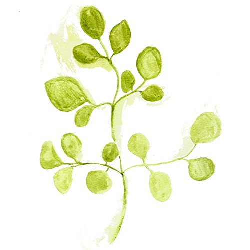 beneficios de la moringa para la salud
