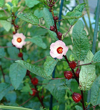 beneficios de la rosella roja
