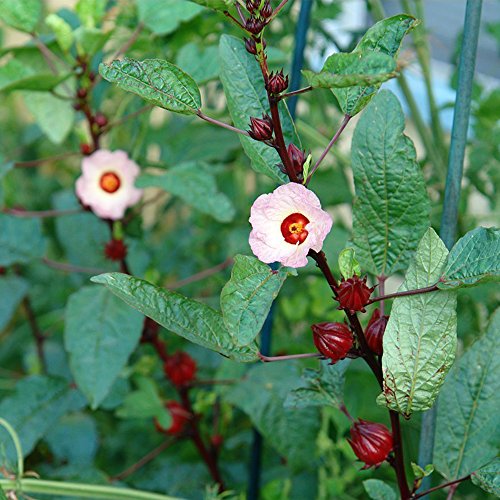 beneficios de la rosella roja