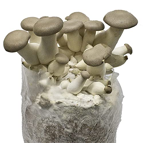 beneficios de los hongos King Oyster