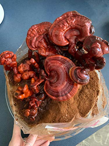 beneficios de los hongos reishi