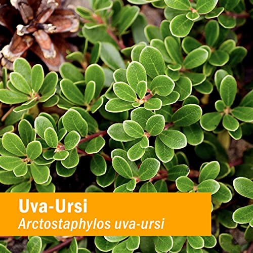 Beneficios de Uva Ursi en 1 oz