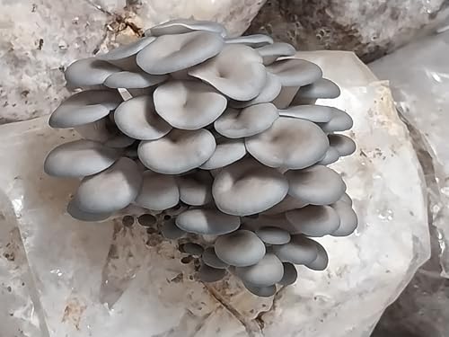 beneficios del hongo ostra azul