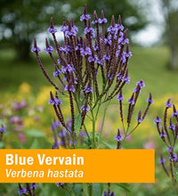 beneficios del vervain para la salud