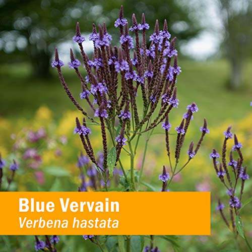 beneficios del vervain para la salud