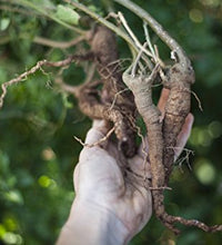 cápsulas de ashwagandha para bienestar