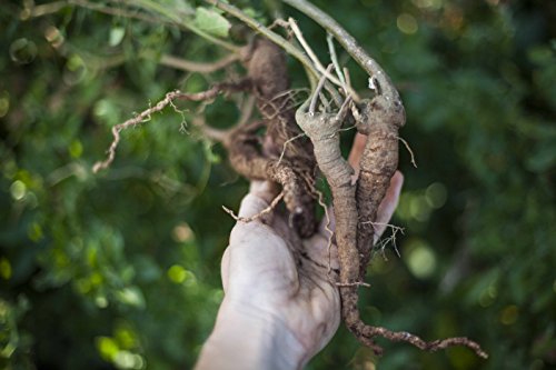 cápsulas de ashwagandha para bienestar