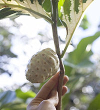 cápsulas de noni para el bienestar