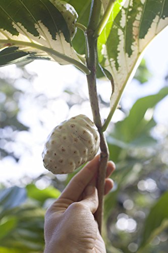 cápsulas de noni para el bienestar