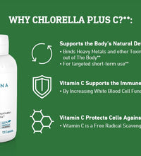 Chlorella vulgaris para salud intestinal