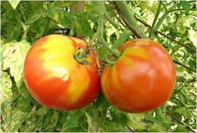 Corrige deficiencias nutricionales en cultivos