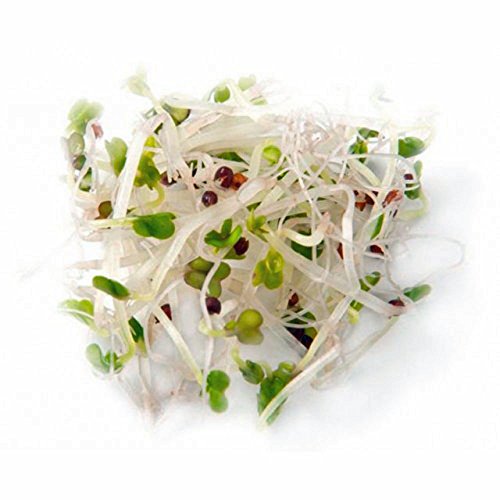 cultiva brócoli en casa fácilmente
