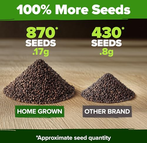 cultiva menta sin GMO en casa