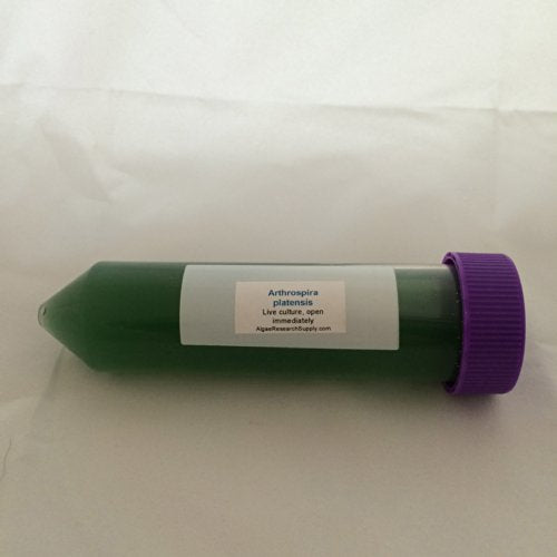 cultiva spirulina en casa fácilmente