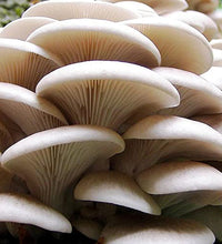 cultivo casero de hongos saludables