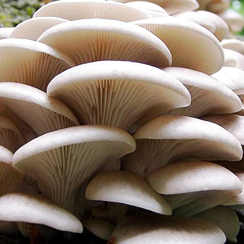 cultivo casero de hongos saludables