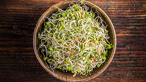 cultivo de alfalfa en casa fácil