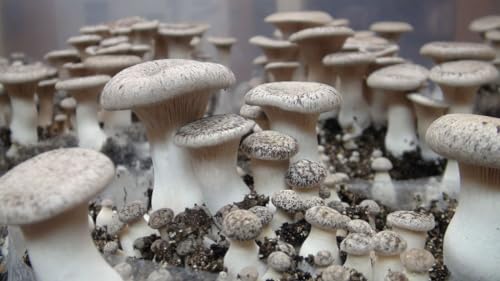 cultivo de hongos en agar