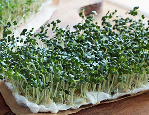 cultivo fácil de brócoli en casa