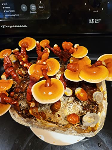 cultivo interior de hongos reishi