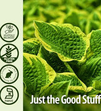 Echinacea para fortalecer el sistema inmune