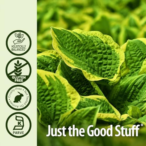 Echinacea para fortalecer el sistema inmune