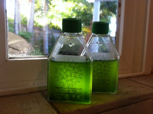 experimentos de ciencias con algas spirulina
