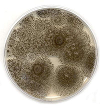extracto de malta en placas de agar