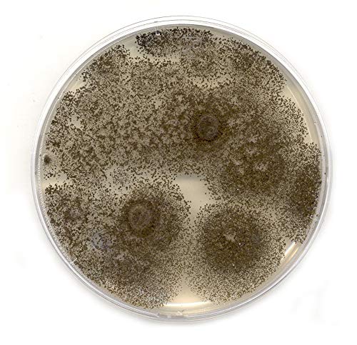 extracto de malta en placas de agar
