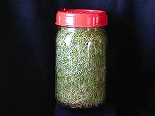 germina brócoli en solo días