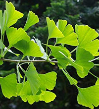 Ginkgo Biloba para mejorar la concentración