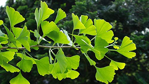 Ginkgo Biloba para mejorar la concentración