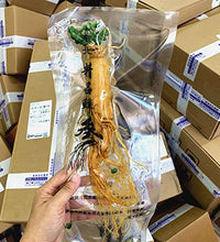 ginseng panax en empaque al vacío