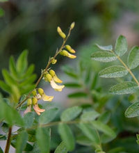 herb pharm astrágalo para fortalecer defensas