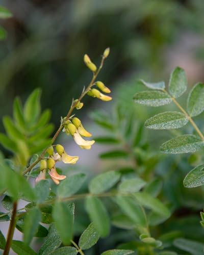 herb pharm astrágalo para fortalecer defensas