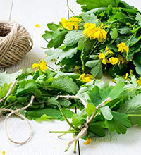 herbácea celidonia mayor en 100g
