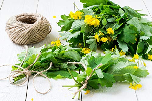 herbácea celidonia mayor en 100g