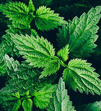 Hierba nutritiva para salud integral