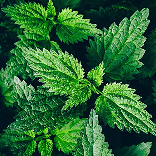 Hierba nutritiva para salud integral