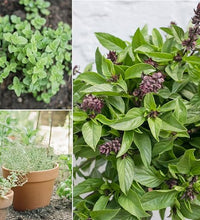 hierbas certificadas para un cultivo saludable