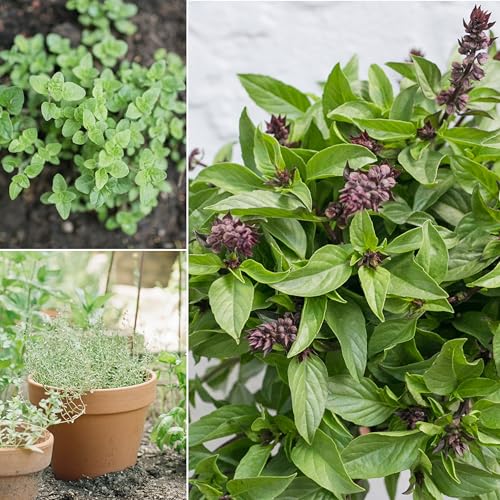 hierbas certificadas para un cultivo saludable